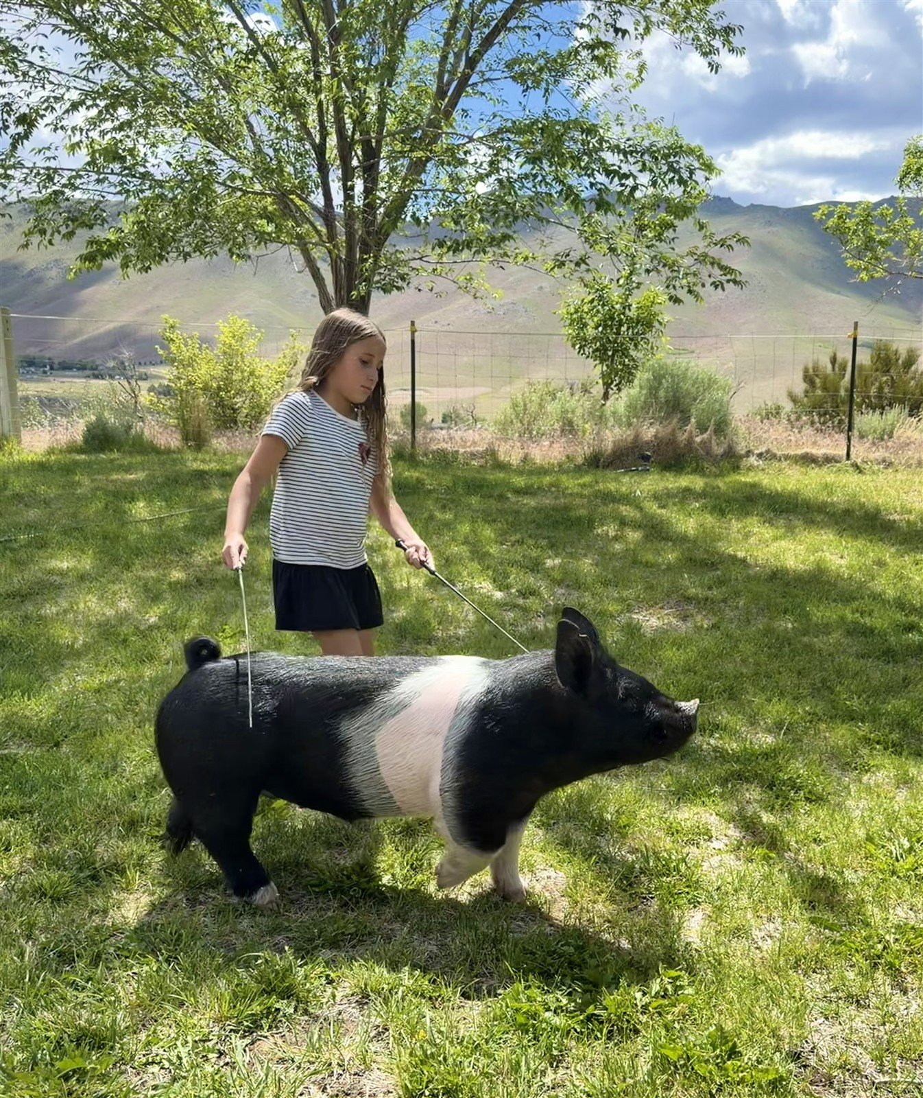 Young 4H member in the Reno high desert showing her beautiful black and white crossbred project pig. She holds a show cane as the healthy gilt stands in perfect form on a sunny grassy field with Nevada hills behind her.