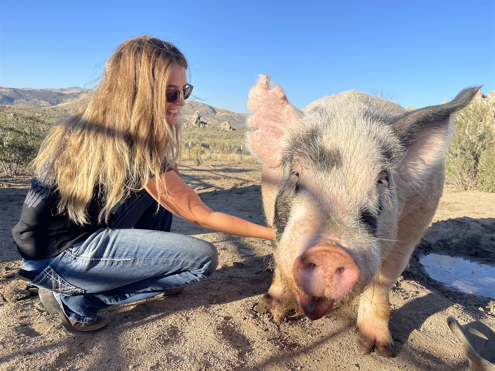 Megan Varni, owner of Varni Family Show Pigs, kneeling beside a large healthy spotted pig on their farm near Reno, Nevada. Sunny high desert landscape with hills in the background.